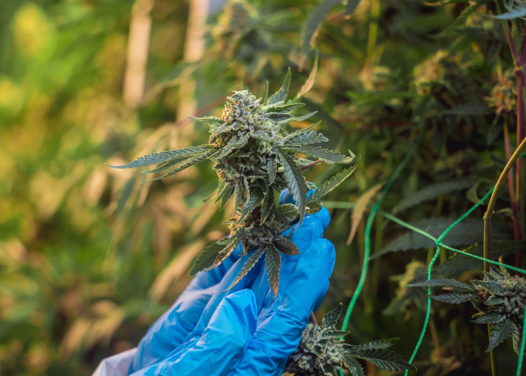 primer plano de marihuana