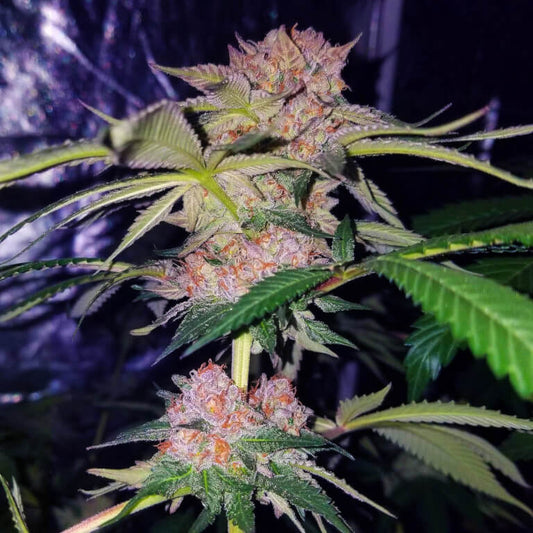 Mimosa