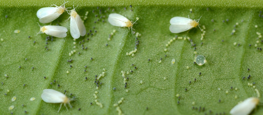 Mosca blanca en marihuana: Síntomas, prevención y eliminación - GrowTarraco Distribuciones SLU