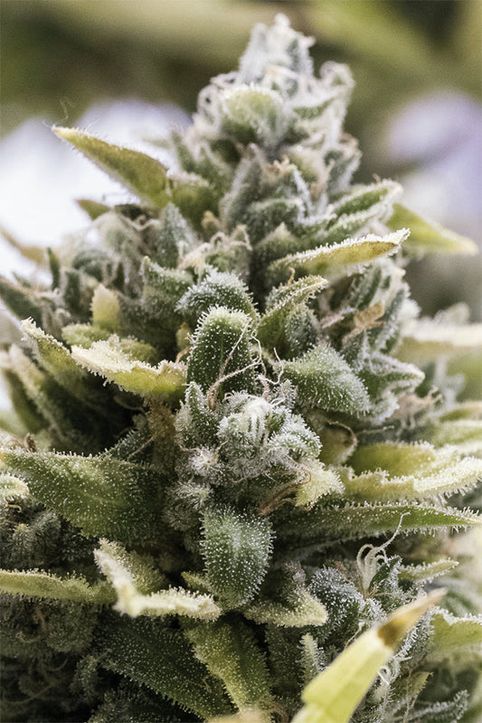 OG Kush: todo sobre esta variedad legendaria y resinosa