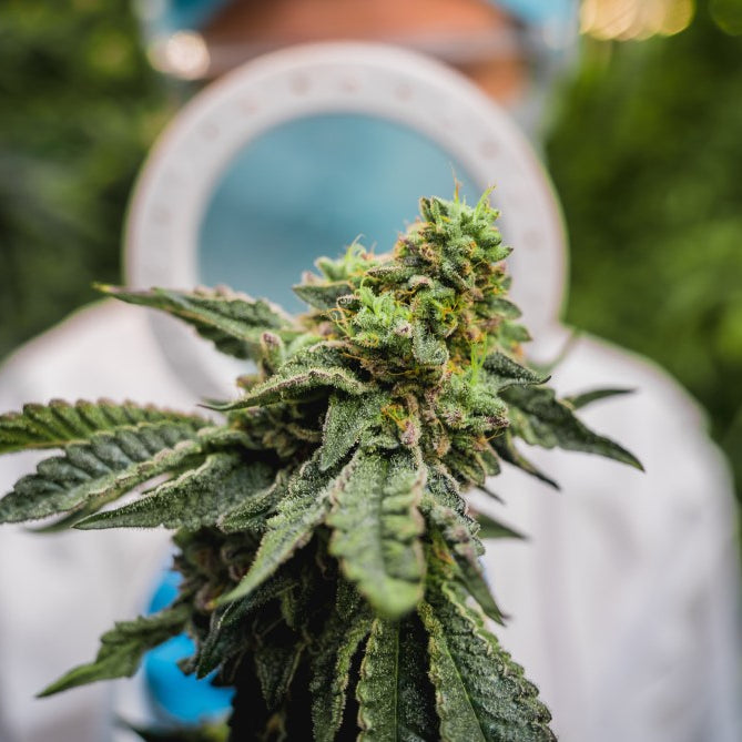 Mis cogollos no tienen olor - GrowTarraco Distribuciones SLU