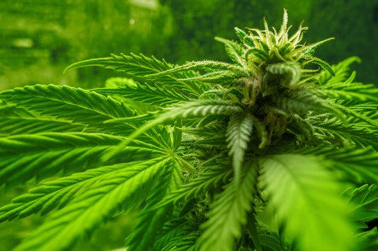 Cómo prevenir y eliminar la oruga del cogollo - GrowTarraco Distribuciones SLU