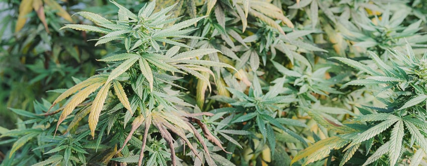 Pythium en marihuana: ¿Qué es y cómo prevenirlo? - GrowTarraco Distribuciones SLU