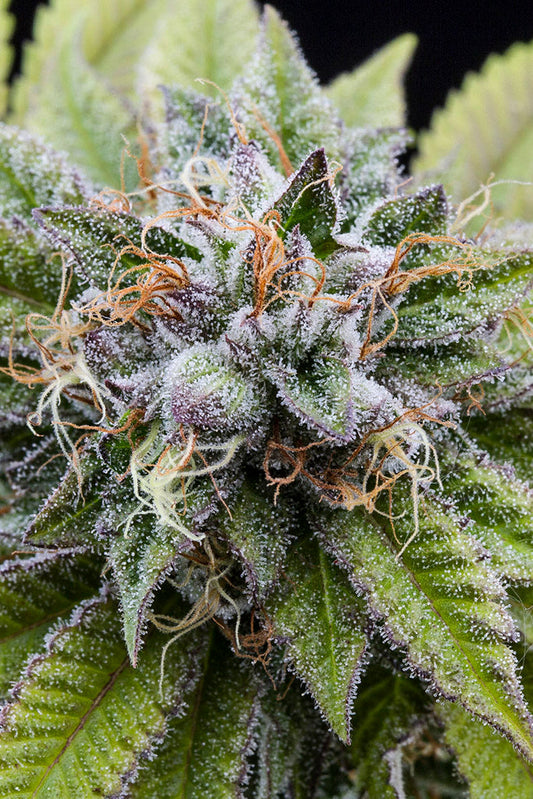 Bubba Kush: guía de la variedad índica de aroma terroso y café