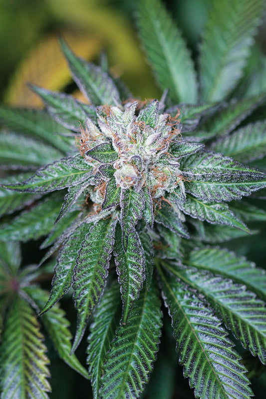 Master Kush: guía de la índica clásica de origen Kush