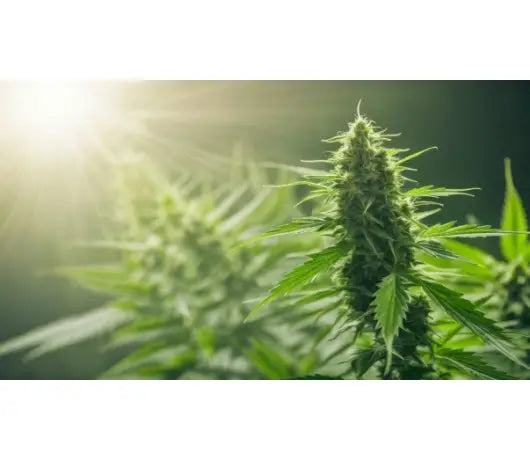 Cuando plantar marihuana exterior