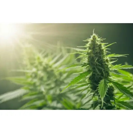 Cuando plantar marihuana exterior