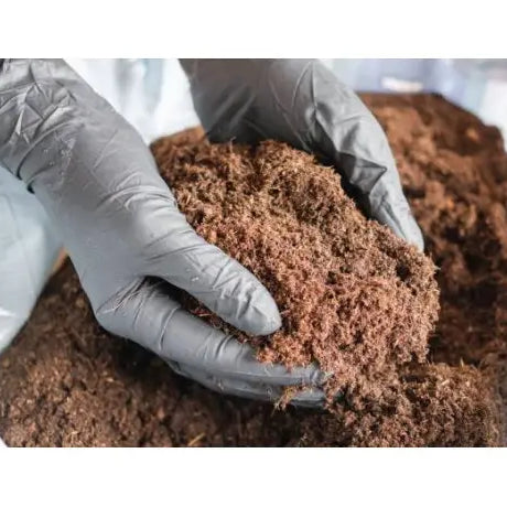 Cultivo de marihuana exterior en maceta