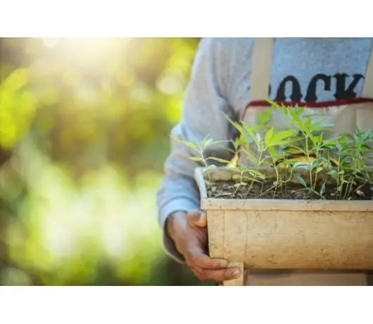 9 pasos para plantar marihuana exterior