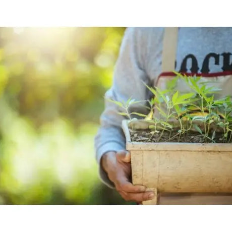 9 pasos para plantar marihuana exterior