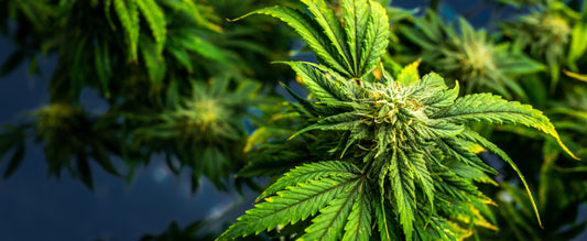 plano contrapicado de cbd
