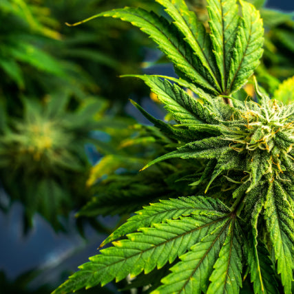 plano contrapicado de cbd