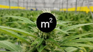 ¿Cuántas plantas de marihuana caben en un metro cuadrado?