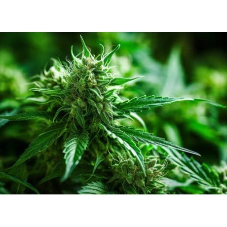 Poda Apical o Topping