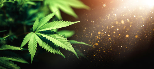 Poda de Defoliación en la Marihuana - GROW 1NDUSTRY