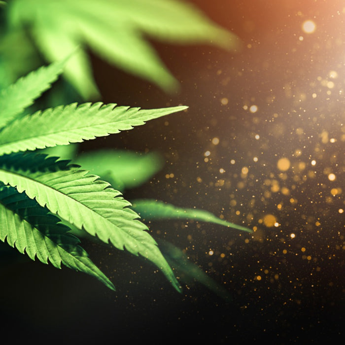 Poda de Defoliación en la Marihuana - GROW 1NDUSTRY