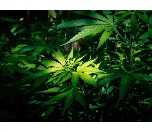 Poda FIM (F*ck, I Missed) en la Marihuana - GROW 1NDUSTRY