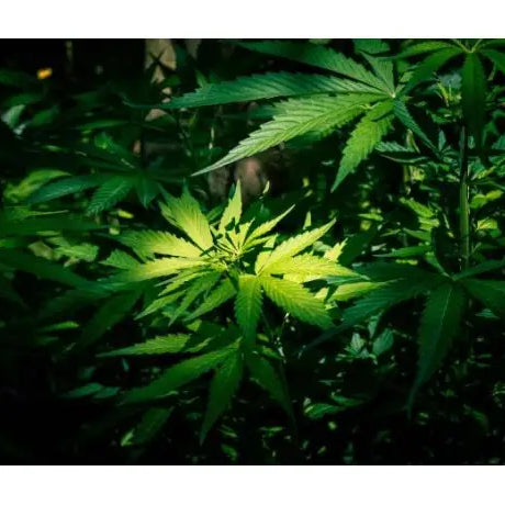 Poda FIM (F*ck, I Missed) en la Marihuana - GROW 1NDUSTRY