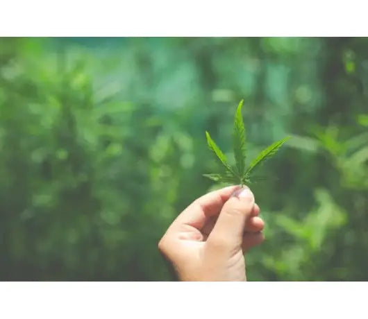 Poda de Hojas y Ramas Dañadas en la Marihuana - GrowTarraco Distribuciones SLU