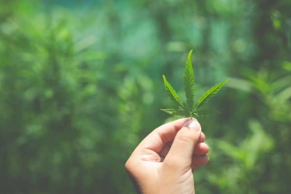 Cultiva Hanfexpo 2025: Innovación y conocimiento en la feria líder de Europa
