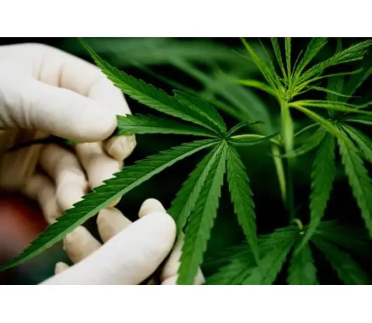 Poda de Bajos o Lollipopping en la Marihuana - GROW 1NDUSTRY