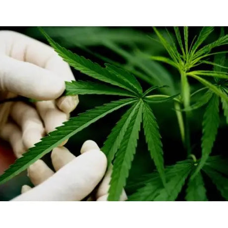 Poda de Bajos o Lollipopping en la Marihuana - GROW 1NDUSTRY