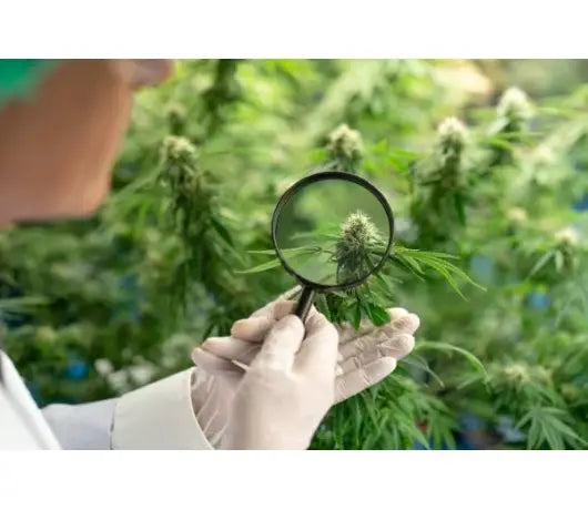 Poda LST (Low Stress Training) - GROW 1NDUSTRY