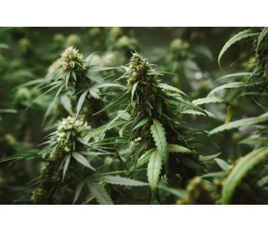 Poda Main Lining en el Cannabis - GROW 1NDUSTRY