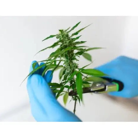 Poda Pizzicato en el Cultivo de Marihuana - GROW 1NDUSTRY