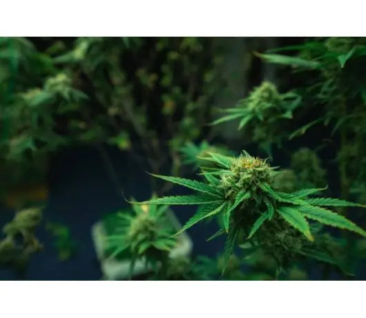 Poda Super Cropping en el Cannabis - GROW 1NDUSTRY