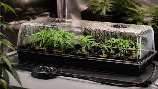 Propagador con manta térmica y esquejes de marihuana en fase de germinación en cultivo indoor