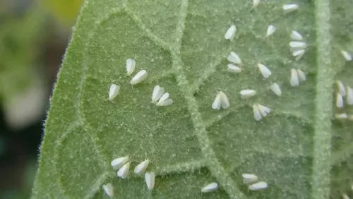 Los mejores insecticidas para el control de pulgones