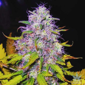 PURPLE HAZE