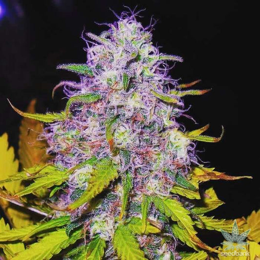 PURPLE HAZE