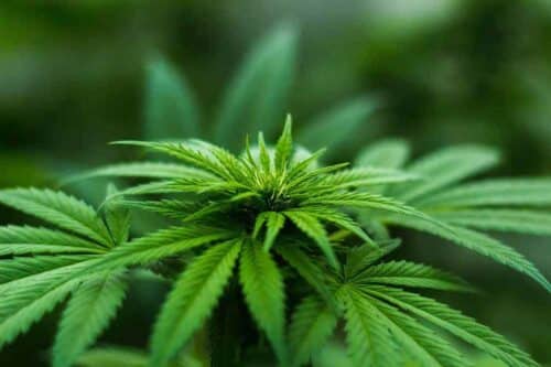 ¿Qué es el HHC y cuáles son sus efectos y beneficios? - GrowTarraco Distribuciones SLU