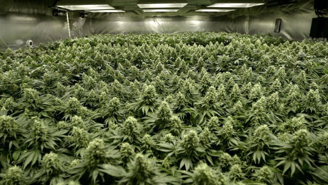 Cultivo de marihuana SOG (Sea of Green)