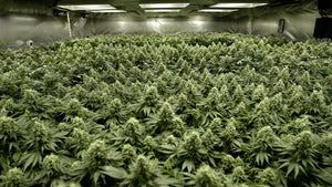 Cultivo de marihuana SOG (Sea of Green)