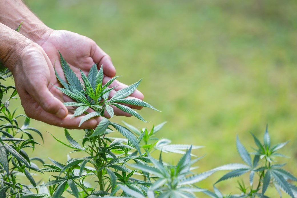 manos susteniendo marihuana
