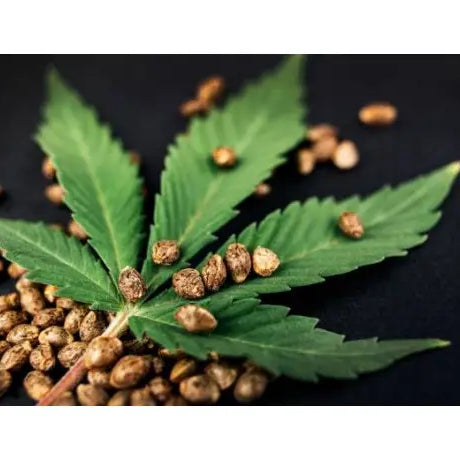 Semillas Fast Version - GrowTarraco Distribuciones SLU