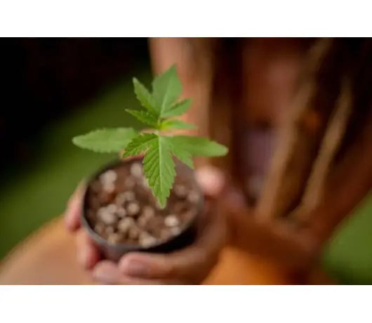 Semillas de Alta Resistencia - GROW 1NDUSTRY