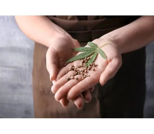 Semillas para Marihuana Hibrida - GROW 1NDUSTRY