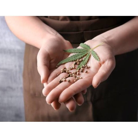 Semillas para Marihuana Hibrida