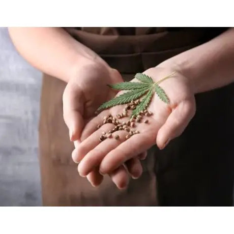 Semillas para Marihuana Hibrida - GROW 1NDUSTRY