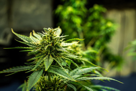 plantas de marihuana