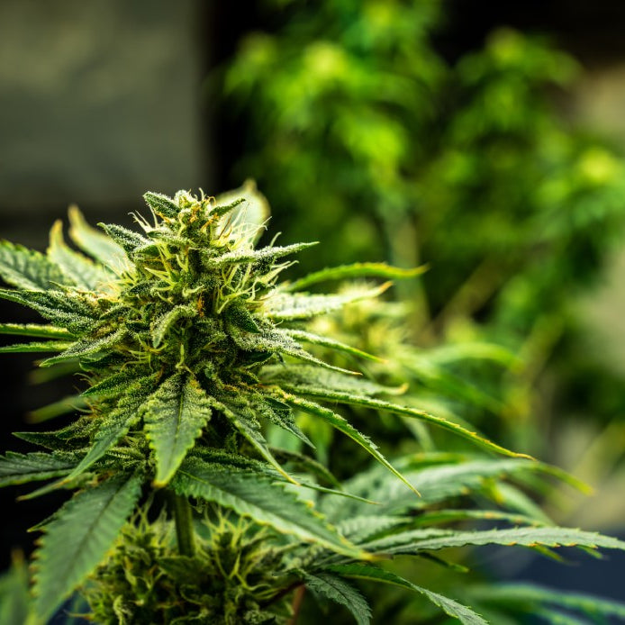 plantas de marihuana