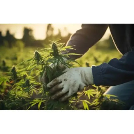 Cultivo de Cannabis en Tierra - GrowTarraco Distribuciones SLU
