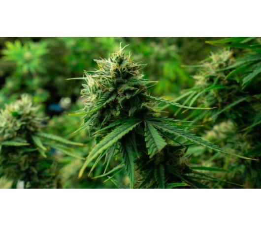 Sistemas Híbridos Hidroponicos para Marihuana