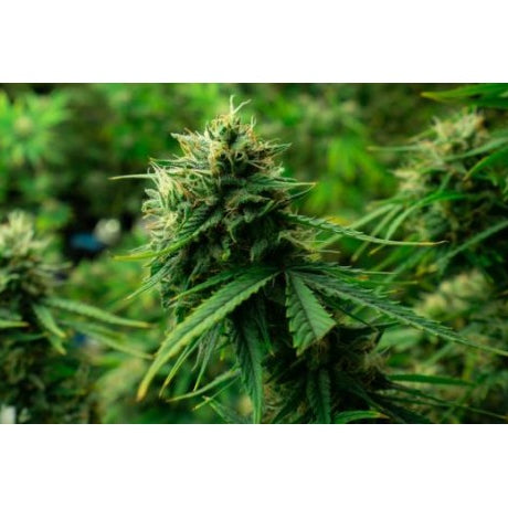 Sistemas Híbridos Hidroponicos para Marihuana