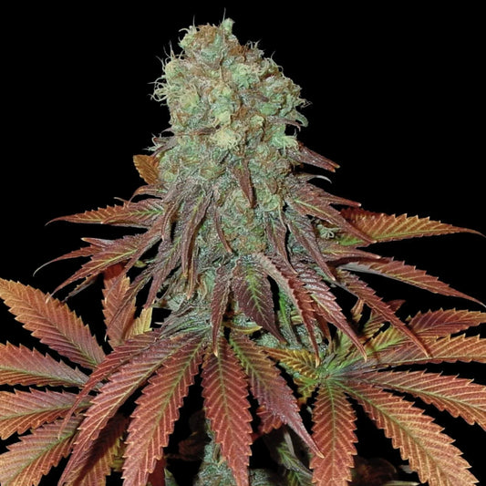 Somango