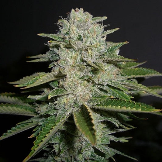Sour Diesel